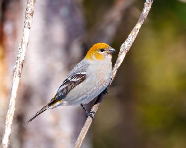 Pine Grosgaga dişisinin yan görünüşü, çevresindeki bulanık bir orman arka planına sahip bir dala tüy rengi tüylerini göstererek ve etrafını saran bir yaşam alanına sahipti..