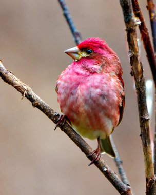 Finch erkek yakın plan, kırmızı renk tüylerini gösteren bir dalın üzerine tünemiş, çevresindeki kahverengi arka plan ve yaşam alanı ile birlikte. Mor Finch Resmi.