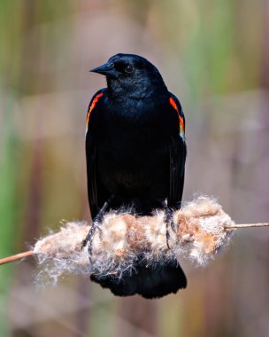 Kırmızı kanatlı karatavuk erkek. Yakından bakıldığında, çevresi ve çevresi renklerle çevrili bir kuyruk bitkisinin üzerine tünemiş..