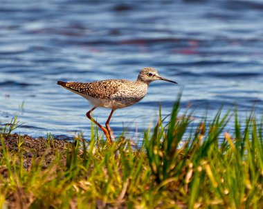 Sandpiper 'ın bataklık çevresi ve habitatında su arka planıyla suyun içinde duran ortak yan görüntüsü. Sandpiper ResmiName. 