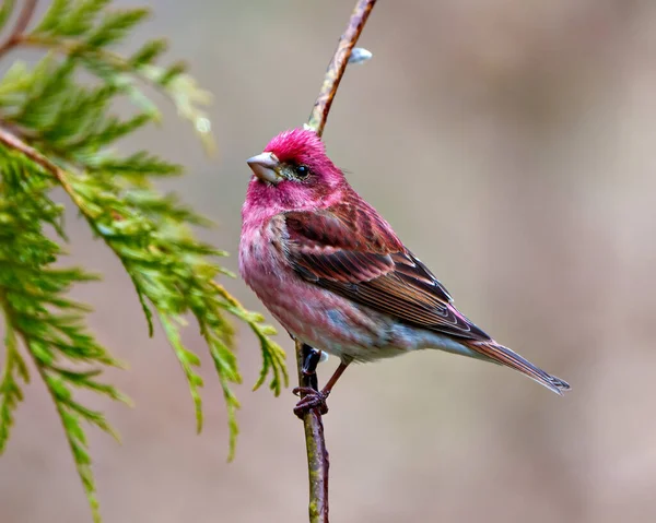 Purple Finch Male Close Side View Perched Tree Buds Branch — Stock Photo, Image
