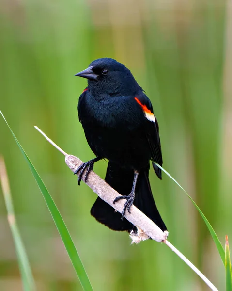 Czerwono Skrzydlaty Blackbird Mężczyzna Zbliżenie Widok Przodu Siedzący Cattail Zielonym — Zdjęcie stockowe