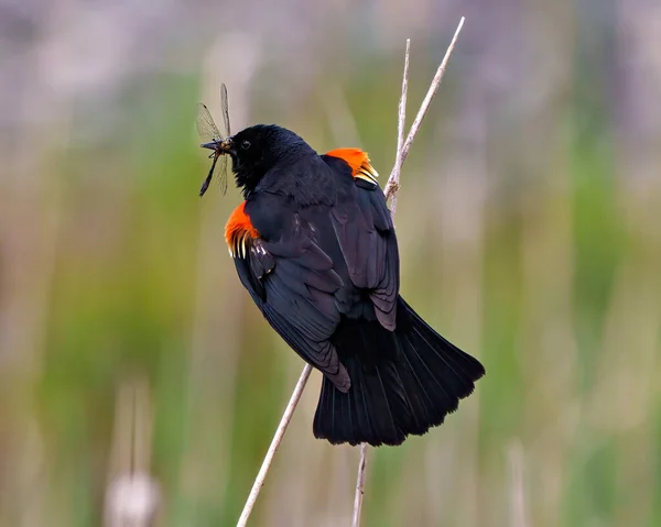 Red Winged Blackbird Samec Zblízka Zadní Pohled Posazený Větvičce Barevným — Stock fotografie
