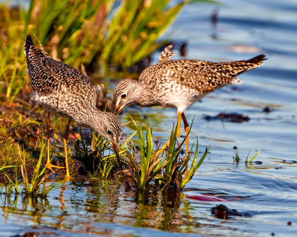 Aves Sandpiper Comuns Que Forrageiam Para Comida Ambiente Pântano Habitat — Fotografia de Stock