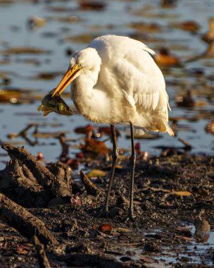 Büyük Beyaz Akbalıkçıl gagasında bir balıkla güneşlenirken çevresindeki güneşle ve etrafını saran tüylü kanatlı, bulanık sularla çevrili nemli bir yaşam alanıyla..