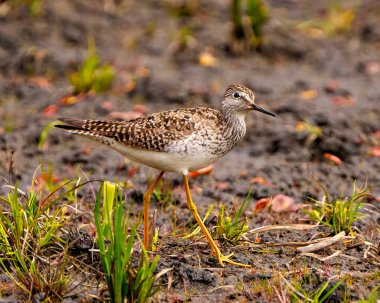 Bataklıkta su kenarında yiyecek arayan yaygın Sandpiper çevresindeki bulanık bataklık bitki örtüsü ve yaşam alanı ile.