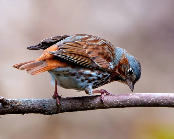 Sparrow Bliska Widok Boczny Siedzący Gałęzi Rozmytym Tłem Otoczeniu Siedlisku — Zdjęcie stockowe