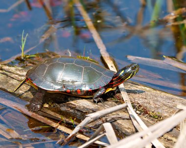 Bataklık bitkisiyle göldeki yosun kütüğünün üzerinde dinlenen boyalı kaplumbağa, çevresindeki kaplumbağa kabuğu, başı, pençeleri ve yaşam alanlarını gösteriyor. Kaplumbağa Resmi.