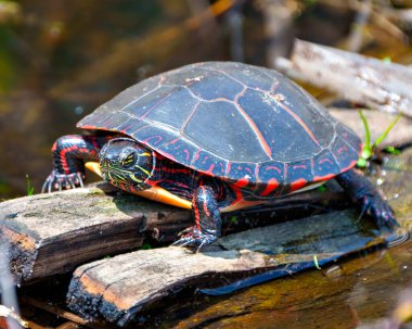 Bataklık bitkisiyle göldeki yosun kütüğünün üzerinde dinlenen boyalı kaplumbağa, çevresindeki kaplumbağa kabuğu, başı, pençeleri ve yaşam alanlarını gösteriyor. Kaplumbağa Resmi.