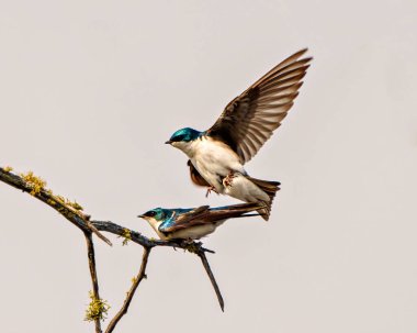 Kur yapma mevsiminde kırlangıç çifti ve onun sırtını cezbediyor. Çevrelerinde ve yaşam alanlarında gri gökyüzü arka planına sahip kanatlarını sergiliyor. Görüntü. Portre