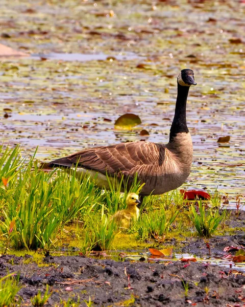 Canada Goose Baby Gosling One Parent Standing Marsh Vegetation Water — Stock Photo, Image