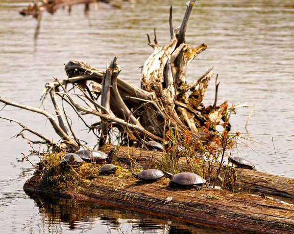 Группа Расписных Черепах Стоящих Мху Пнем Водным Фоном Окружающей Среде — стоковое фото