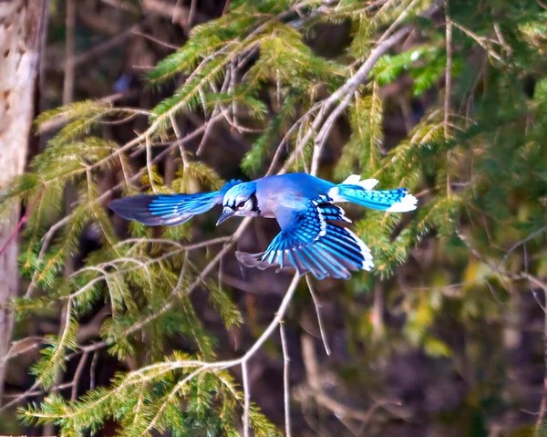 Blue Jay flying with spread wings and displaying blue colour feather plumage with blur forest background in its environment and habitat surrounding. Jay Portrait.
