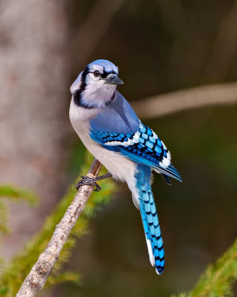 蓝杰的特写镜头映衬在一个树枝上 在森林环境中有着模糊的柔软背景 周围有蓝色羽毛羽翼的栖息地 杰伊图片 肖像画 — 图库照片