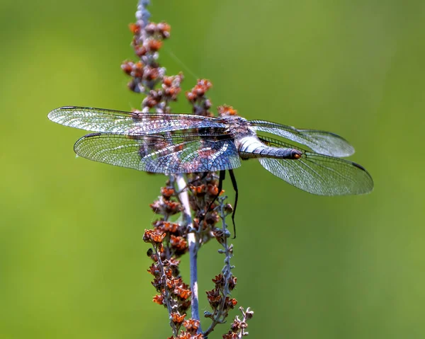 Dragonfly Comun Aripa Răspândită Odihnindu Crenguță Fundal Verde Mediul Habitatul — Fotografie, imagine de stoc