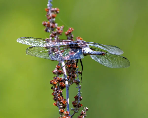 Libellula Comune Con Sua Ala Allargata Poggiata Ramoscello Con Sfondo — Foto Stock