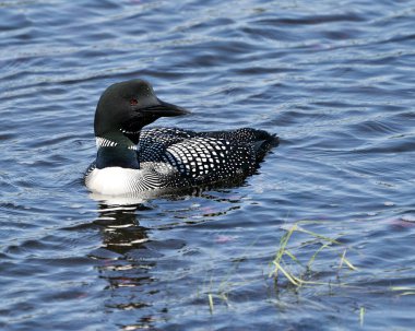 Loon 'un çevresindeki ve yaşam alanındaki gölde yüzen ortak yakın plan profili. Wetland Image 'daki kaçık. Dalgıç kuşu gölde. Loon Fotoğraf Stoku. 