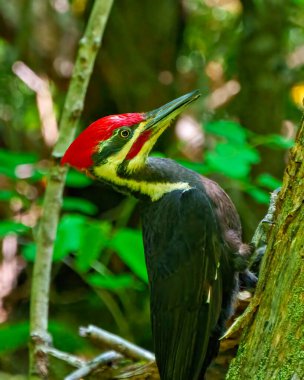 Dağınık ağaçkakan yan görüntüsü çevresi ve çevresi bulanık bir orman arka planına sahip bir ağaç gövdesine tırmanıyor. Ağaçkakan Resmi.