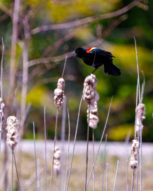 Kırmızı kanatlı karatavuk kuyruğuna tünedi ve kırmızı alan işaretlerini gösterdi ve bahar zamanı açık bir gagayla kendi bölgesini işaretledi..