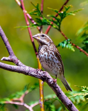 Gül göğüslü Grosgaga dişisi, çevresindeki çevre ve yaşam ortamında bulanık yeşil orman arka planına sahip bir dala tünemiş. Kardinal Ailesi. Grosgaga Resmi