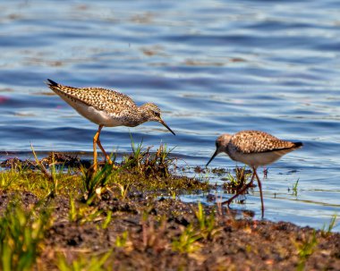Çulluk kuşları bataklık ortamlarında yiyecek arayışına ve mavi su arka planıyla çevrelenmiş yaşam alanlarına bakarlar. Sandpiper ResmiName. 