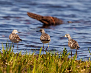 Çulluk kuşları su kenarına yakın çekim yapar ve bataklık ortamında ve yaşam alanında yiyecek arar. Sandpiper ResmiName. 