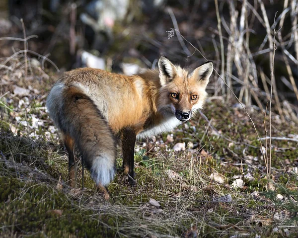 Red Fox Zbliżenie Profil Widok Boku Widok Sezonie Wiosennym Rozmytym — Zdjęcie stockowe