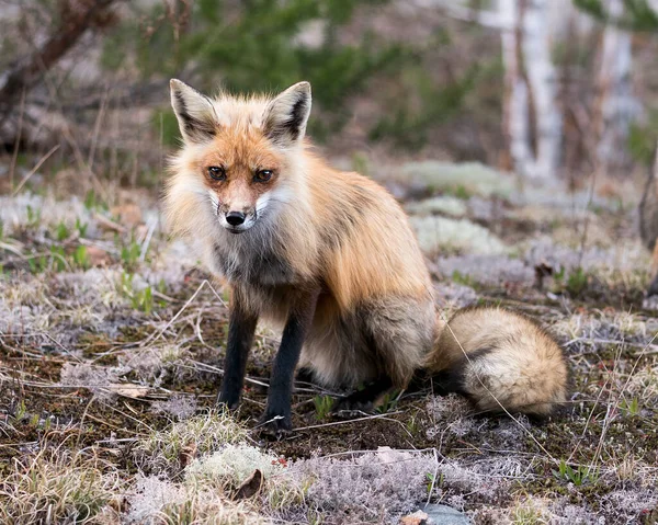 Red Fox Close Profilo Vista Seduta Guardando Fotocamera Con Uno — Foto Stock