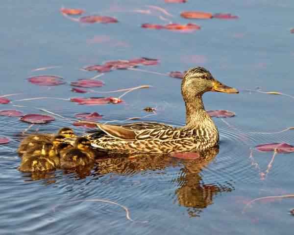 Pato Madre Con Sus Polluelos Nadando Agua Con Nenúfares Rodeándolos — Foto de Stock