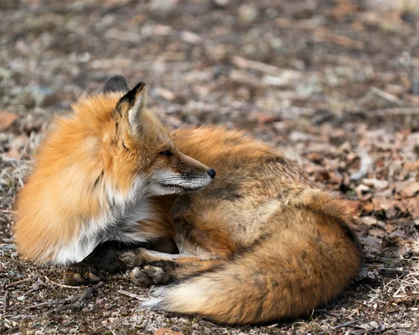 Raposa Vermelha Close Descansando Folhagem Marrom Primavera Seu Ambiente Habitat — Fotografia de Stock