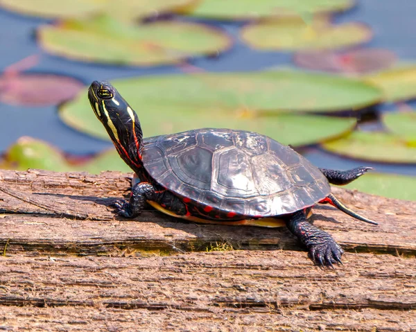 Painted turtle resting on a moss log in the pond with lily water pad moss and displaying its turtle shell, head, paws in its environment and habitat surrounding. Turtle Picture.