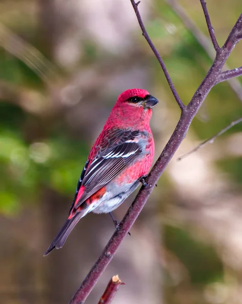 格罗斯别克雄性栖息在其周围环境和栖息地模糊的树枝上 羽毛呈红色 — 图库照片