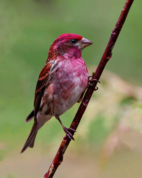 Purple Finch Male Close Front View Perched Branch Its Environment — Stock Photo, Image