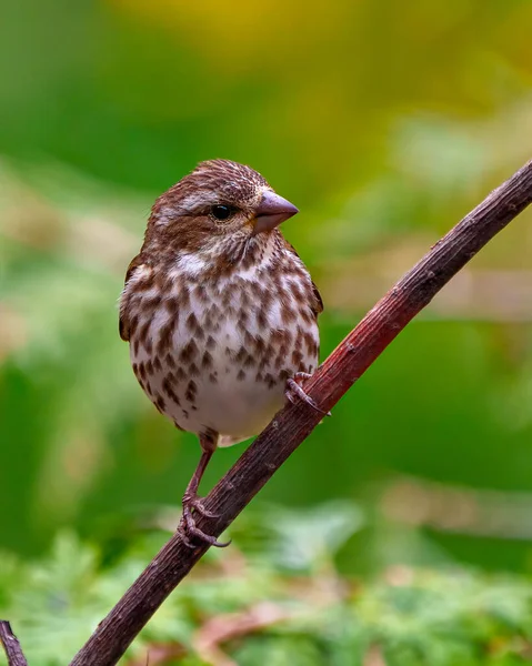Song Sparrow Close Front View Perched Branch Green Blur Background — Stock Photo, Image