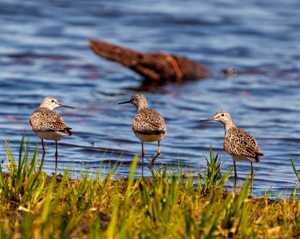 Wspólne Sandpiper Ptaków Bliska Widok Tyłu Nad Wodą Poszukiwania Pożywienia — Zdjęcie stockowe