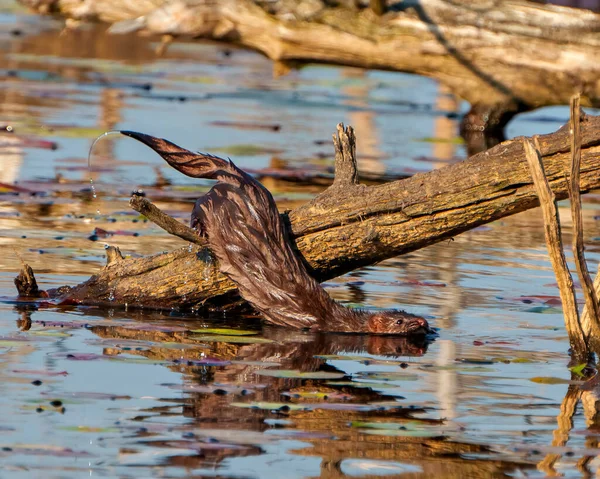Wiesel Auf Baumstamm Schwimmt Mit Seerose Ins Wasser Ihrer Umgebung — Stockfoto