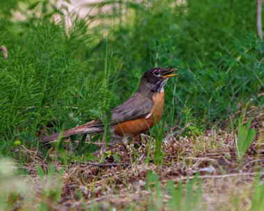 Amerikalı Robin 'in yakın plan yan görüntüsü, gagasında bir yusufçuk, çevresini çevreleyen yeşil bir arka plan ve Robin Picture ile yerde duruyor..