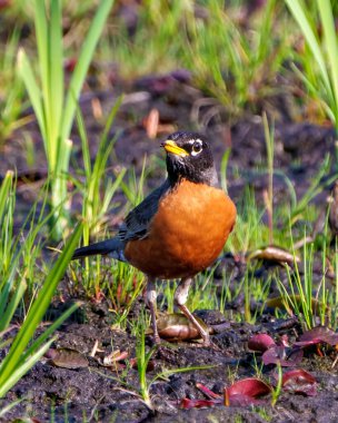 Amerikalı Robin bataklık çimlerinde duruyor ve çevresi ve çevresi yiyecek arıyor. Robin Resim.