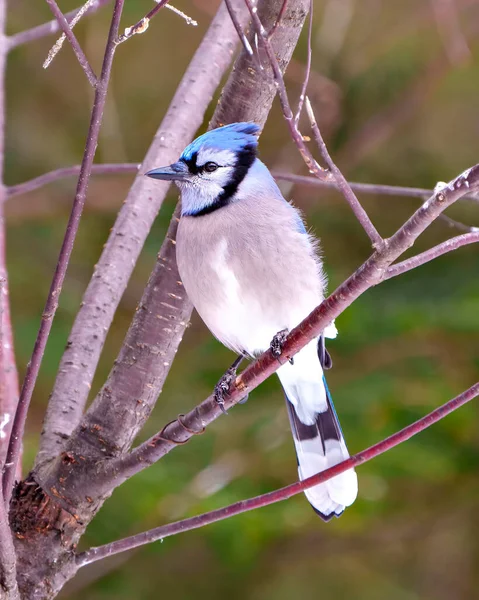 蓝杰的特写前视图栖息在树枝上 其周围环境和栖息地的森林背景模糊不清 呈现出蓝色羽毛羽毛 Jay Picture — 图库照片