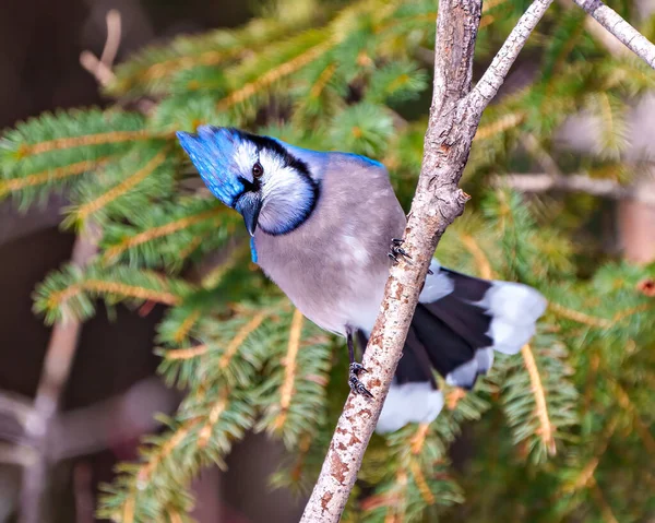 ブルージェイのクローズアップビューは 森の環境や青い羽の羽の羽の羽を表示周囲の生息地でぼやけた柔らかい背景を持つ枝に浸透しました ジェイ ピクチャー 肖像画 — ストック写真