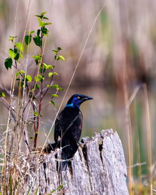 Grackle 'ın çevresi ve çevresi bulanık arka planı olan bir kütüğe tünemiş dikiz görüntüsü. Grackle Resmi.