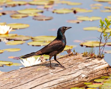 Ağaç kütüğünün üzerinde duran ve çevresindeki nilüfer yaprağının arka planında ve habitatında bulunan ortak Grackle yan görüntüsü. Grackle Resmi.