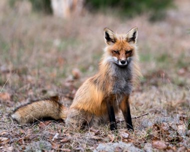 İlkbaharda beyaz yosun ve kahverengi yaprakların üzerinde oturan Red Fox 'un yakın plan profil görüntüsü bulanık arka planda ve çevresindeki ve habitatındaki kameraya bakıyor. Fox Image 'da. Görüntü. Portre.