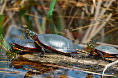 Çevrelerinde bataklık bitki örtüsü ve yaşam alanları olan bir yosun kütüğünün üzerinde duran üç boyalı kaplumbağa. Kaplumbağa Resmi.
