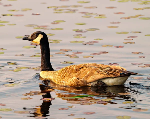 Kanada Kazları Göle Yakından Bakıyor Etrafında Nilüferler Doğal Yaşam Alanları — Stok fotoğraf