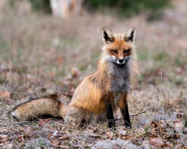 Red Fox Vista Vicino Profilo Seduto Muschio Bianco Foglie Marroni — Foto Stock