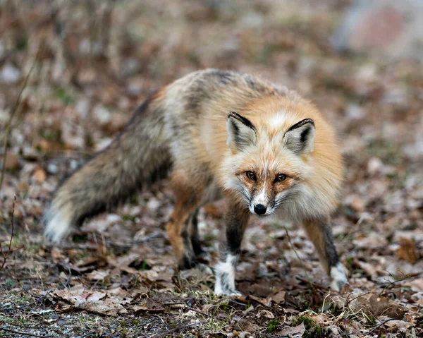 Red unique fox close-up profile front view and looking at camera in the spring season in its environment and habitat with blur background displaying white mark paws, unique face, fur, bushy tail.  Fox Image. Picture. Portrait. Photo. Unique Fox.