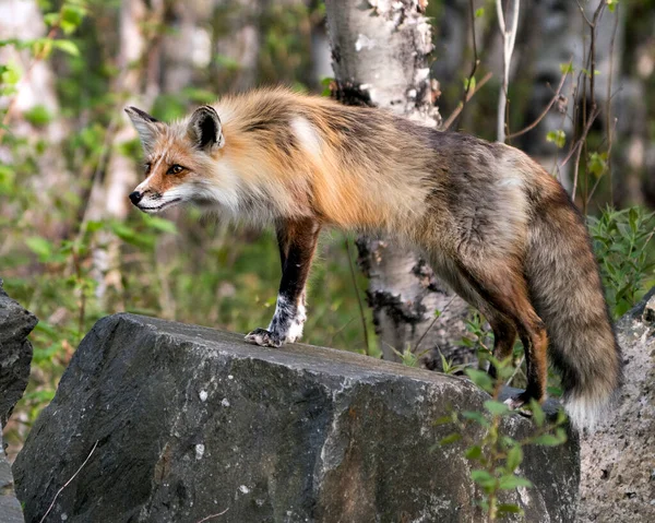Red fox close-up standing on a big rock with forest background in its habitat and environment.  Fox Picture. Portrait.