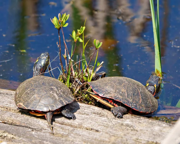 stock image Painted turtle couple in during mating season rear view resting on a log with a vegetation and water background in  their environment and habitat surrounding. Turtle Picture.