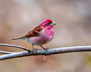 Finch erkeği, bir dala tünemiş, çevresi ve çevresi renklerle dolu kırmızı renkli tüyler sergiliyor. Mor Finch